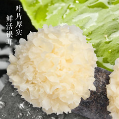 鮮銀耳